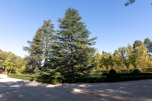 Crossroads with two large pine trees in the center of the picture in the gardens of La Granja de San Ildefonso