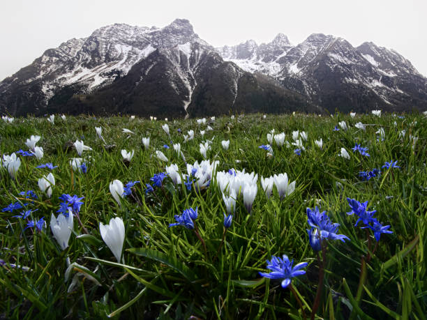 Blue scilla and white crocus in the green meadow in the alps