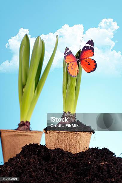 Plántulas Foto de stock y más banco de imágenes de Aire libre - Aire libre, Azul, Cielo