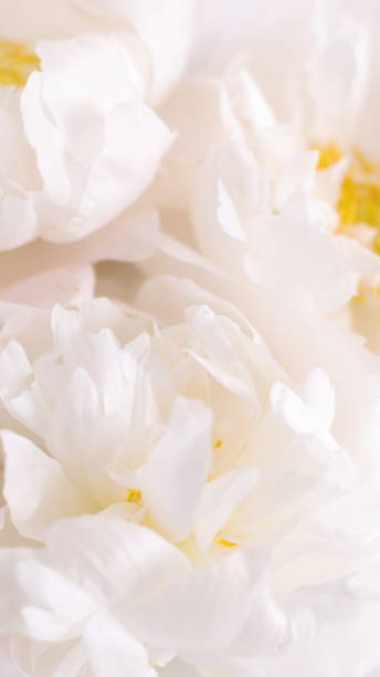 istock White peony flowers, floral background, flower card 1494085867