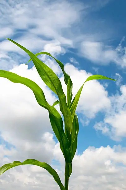 Lone Cornstalk rustling in the breeze on a warm summer day under a cloudy sky.