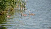 A family of wild mute swans swims in the lake in summer. parents and offspring