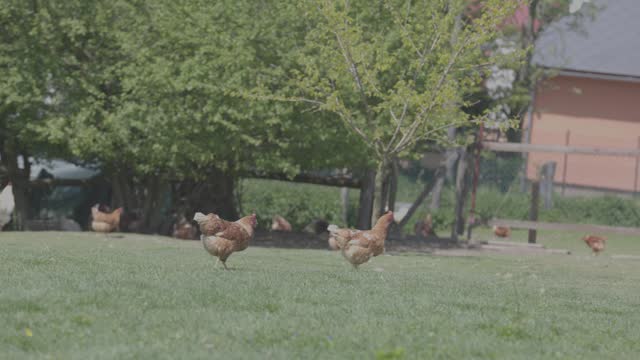 Free-range Chicken on an Organic BIO Green Farm