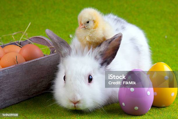 Huhn Und Kaninchen Stockfoto und mehr Bilder von Ostern - Ostern, Hühnerküken, Kaninchen