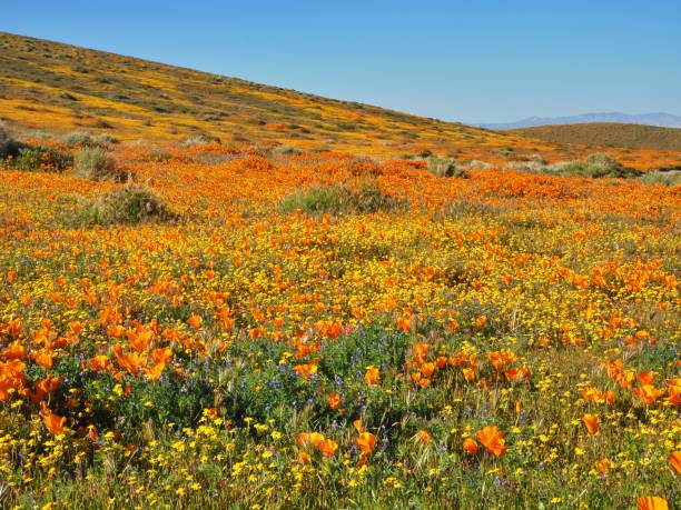 istock Fields of Colorful Flowers 1494091268