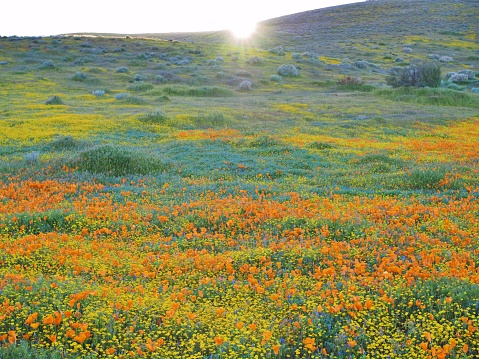 California Golden Poppies and Goldfields in a superbloom outside of the Antelope Valley Poppy Preserve in Lancaster, California.