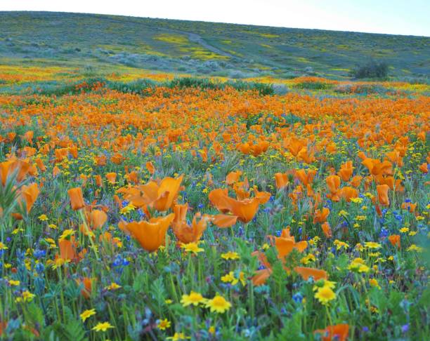 california golden poppy superbloom - poppy field flower california golden poppy zdjęcia i obrazy z banku zdjęć