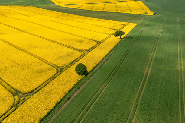 istock Man Walking In A Field, Canola Field, Denmark 1494092718