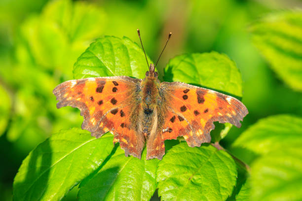 istock Comma butterfly Polygonia c-album resting side view 1494093123