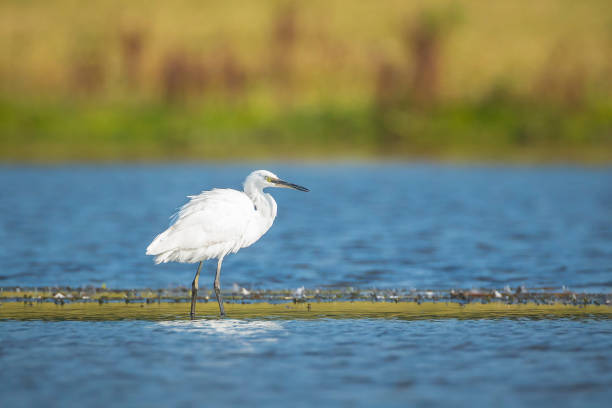 istock Little Egret, Egretta garzetta, fishing 1494093284