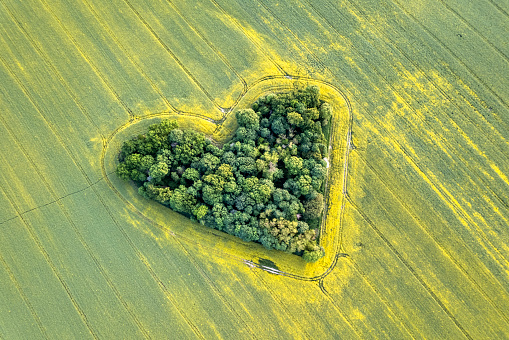 beautiful landscape with canola field