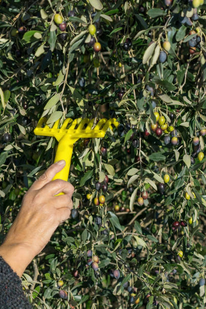 Hands of a person harvesting olives from a tree manually with a plastic comb