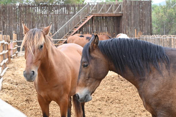 istock Photograph of brown colored horses inside their stable 1494094128