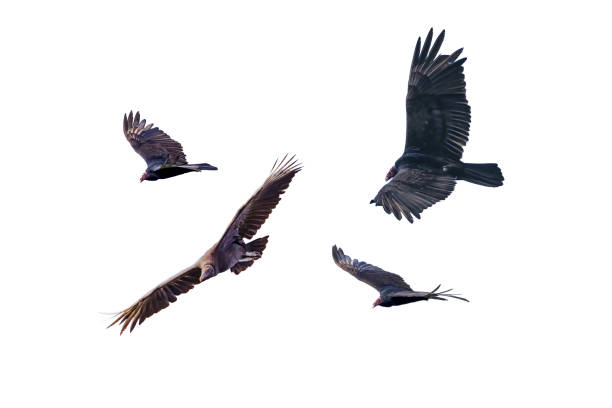 istock Turkey vulture in flying isolated on a white background. 1494094343