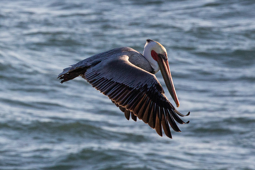 Brown Pelican hovering before diving in the Pacific Ocean on the central coast of Cambria California United States