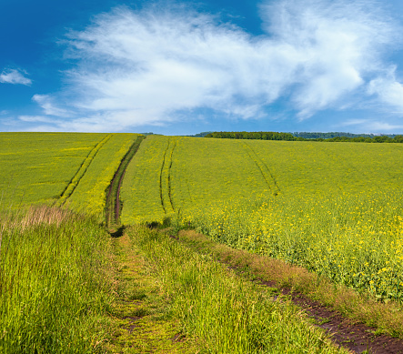 Spring view with rapeseed yellow blooming fields and dirty road, blue sky with clouds. Natural seasonal, good weather, climate, eco, farming, countryside beauty concept.
