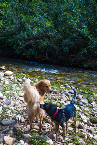 istock golden retriever and blue heeler playing in the river 1494095065