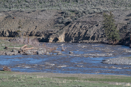 Surging snow melting high water of the Lamar river in the Yellowstone Ecosystem in western USA, of North America.