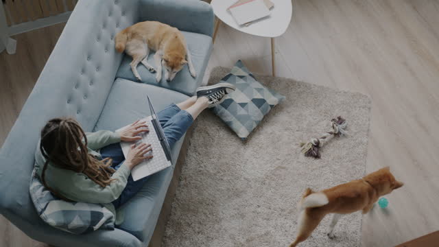 Top view of woman using laptop sitting on couch in living room with two shiba inu dogs