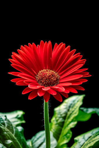 Close-up of a beautiful red Gerbera flower on a black background. Space for copy.