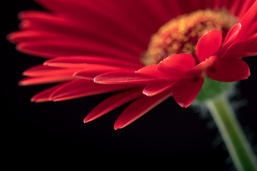 Close-up of a beautiful red Gerbera flower on a black background. Space for copy.
