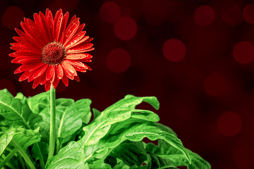 Close-up of a beautiful red Gerbera flower with water drops on a dark background with bokeh light. Space for copy.