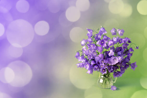 A DSLR photo of beautiful Bluebell flowers (Campanula) in a vase. Beautiful defocused lights bokeh background. Space for copy.