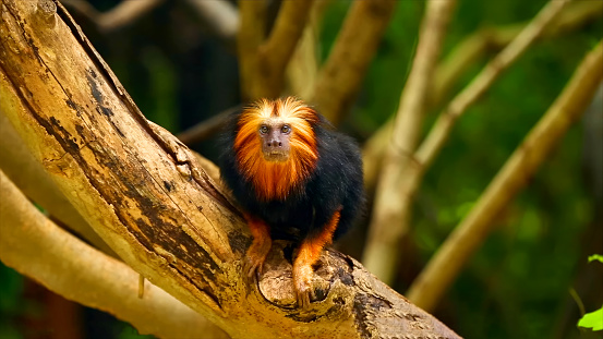 Embark on a captivating journey deep into the lush forests of Bahia, Brazil, where a remarkable encounter awaits. Amongst the emerald canopies, behold the mesmerizing sight of a rare golden-headed lion tamarin, gazing directly into the camera lens. This enchanting primate, with its vibrant golden fur and expressive eyes, effortlessly commands attention. A symbol of beauty and rarity, this tamarin represents the rich biodiversity that thrives within Brazil's verdant landscapes. Immerse yourself in the heart of the rainforest, where every corner reveals hidden treasures and precious wildlife. Witness the delicate balance between nature and its inhabitants as this golden-headed lion tamarin becomes the ambassador of its habitat, reminding us of the extraordinary wonders that lie within the depths of Bahia's forests.