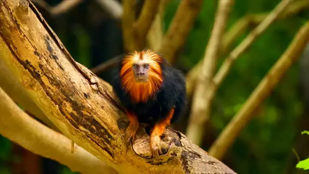 Photo of Stunning view of rare golden-headed lion tamarin looking directly into the camera lens in the lush forest of Bahia, Brazil