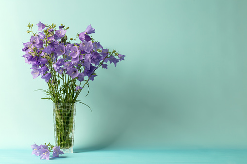 A DSLR photo of beautiful Bluebell flowers (Campanula) in a vase. Space for copy.