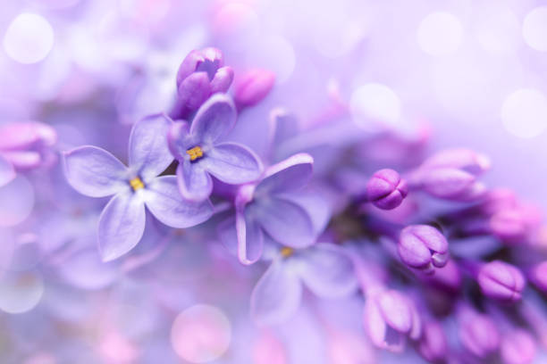 istock Lilac blossom close-up with bokeh 1494096408