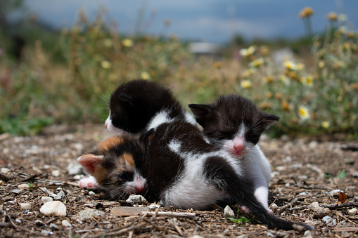 Baby kittens playing. Little kittens playing in garden together.