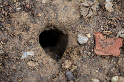 Hole with ants. Carpenter ants, Camponotus surveillance hole in the soil with dirt. This insect can be a significant pest in wood.