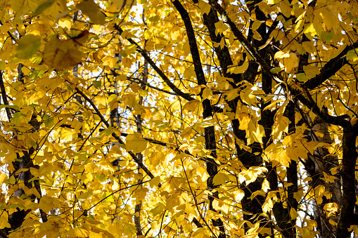 Autumn leaves in forest full of sunshine, background with copy space, full frame horizontal composition