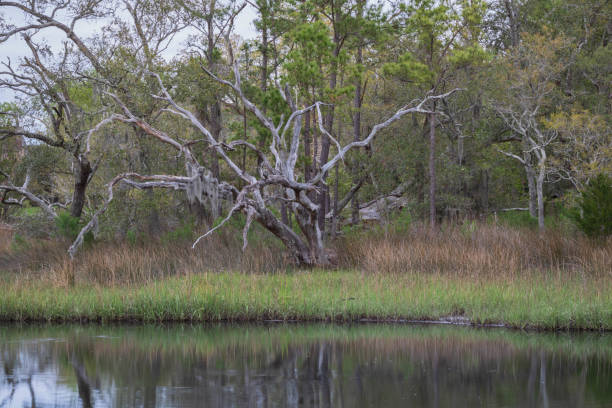 mossy arbre - ecological reserve tree reflection land feature photos et images de collection