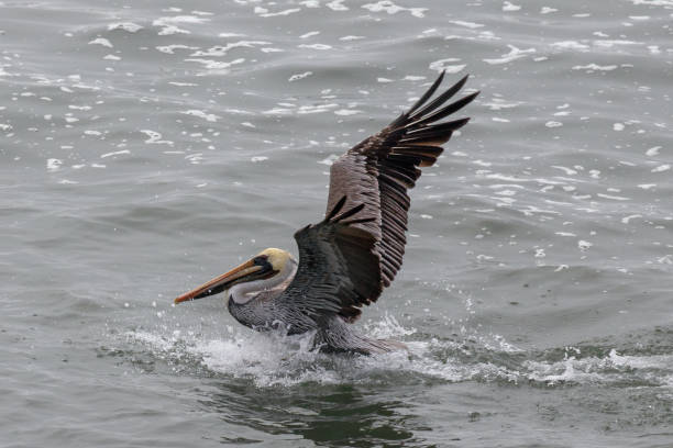 pelican landing from flight in abalone cove on the central coast of cambria california united states - pelican landing imagens e fotografias de stock
