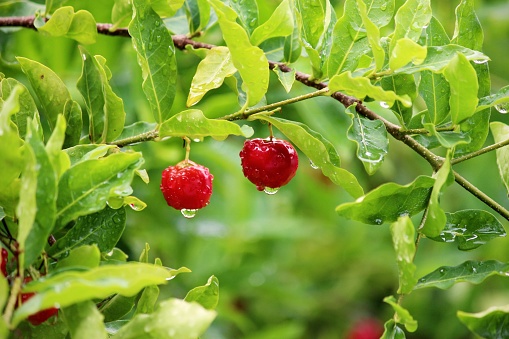 Acerola fruit in the tree. Branches. Green leaves. Garden. Fruit tree. Red fruits. Fresh and juice. Wet. Natal, Rio Grande do Norte.