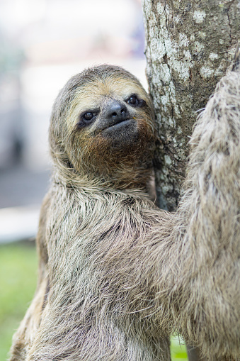 sloth on a tree trunk, sloth, Brazilian species