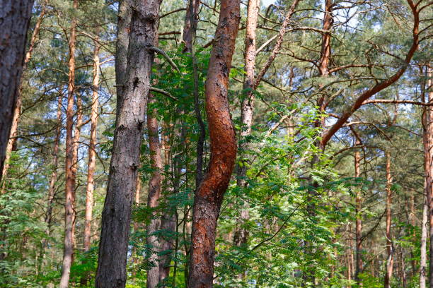 Bent pine trunk in the forest