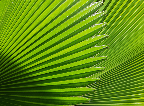 Detail shot of a tropical leaf.