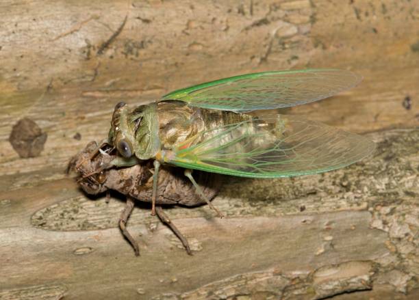 istock Cicada emerging from its exuvia shell on a Crepe Myrtle tree in Houston, TX at night. 1494106544