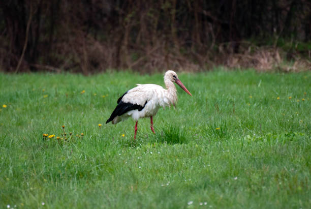 istock White stork looking for food in a meadow 1494108060