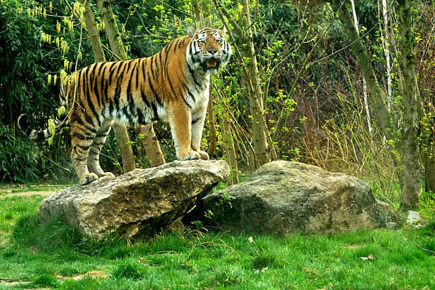 istock Siberian tiger standing on a rock 149411022