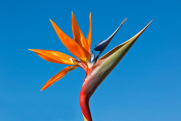 The common names of strelitzia reginae include crane flower and bird of paradise. It got such names for its exotic flowers that look like the head of a crane.