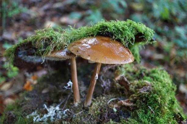 istock Macro of two mushrooms on forest ground 1494113111