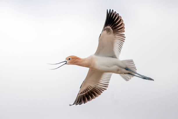 American Avocet flying overhead at a small wild horse water hole in Wyoming, western USA, North America American Avocet flying overhead at a small wild horse water hole in Wyoming, western USA, North America avocet stock pictures, royalty-free photos & images