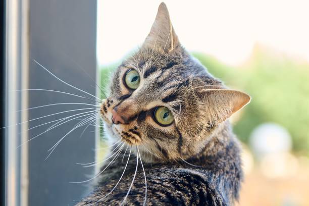 istock cat perched on the edge of an open window, looking out into the camera 1494120730