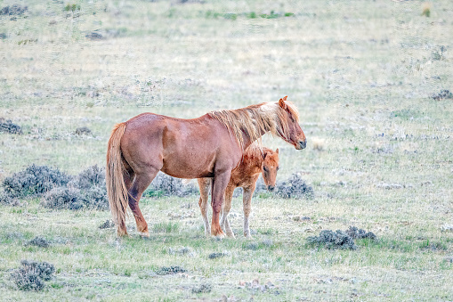 Mustang (wild horse) male and her foal standing together at McCullough Peaks Wild Horse area near Cody, Wyoming in western USA, North America.