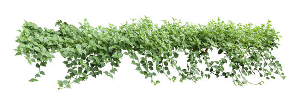 istock Heart shaped leaf vine, devil's ivy, golden arbor, isolated on white background, clipping path included. 1494122518
