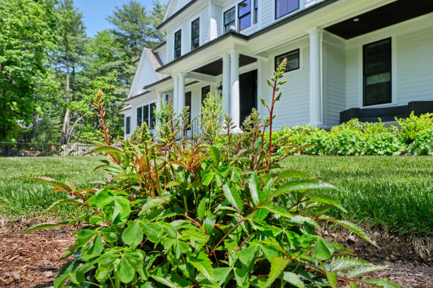 istock Freshly mowed grass and flower buds 1494124404